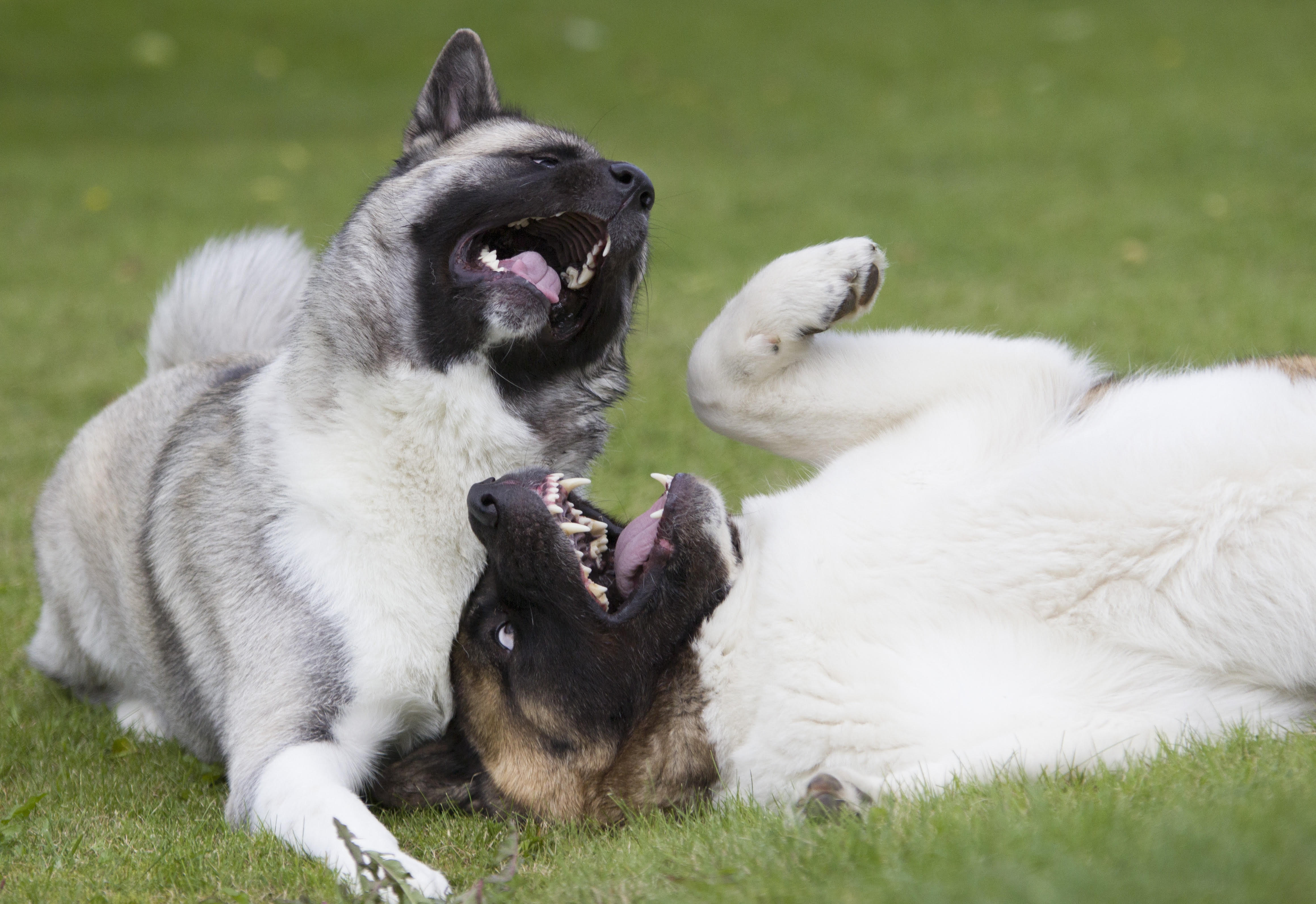 Giulia Tellaroli - Dogcoaching