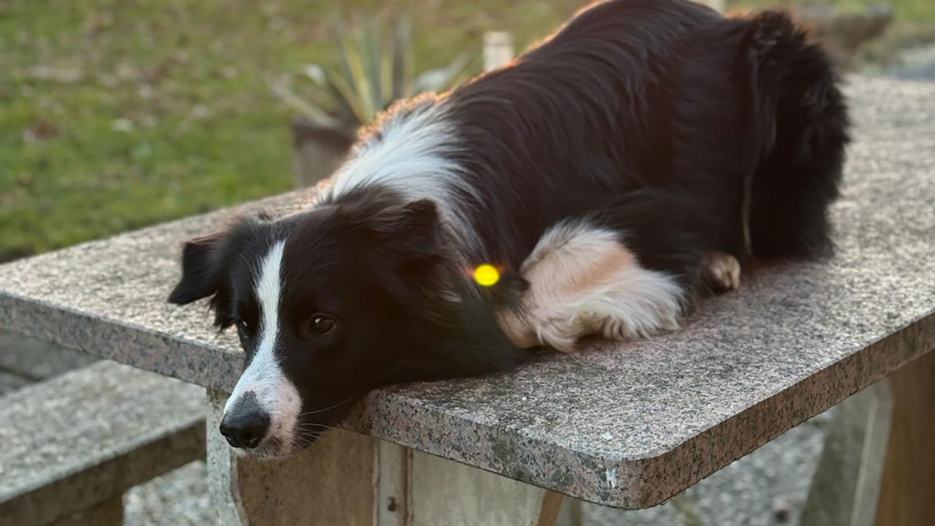Giulia Tellaroli - Dogcoaching