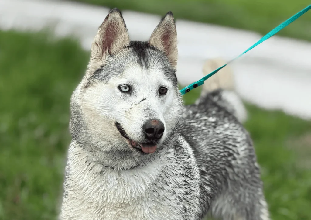 Cane 3