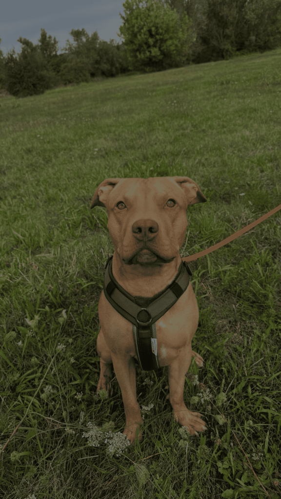 Cane 5