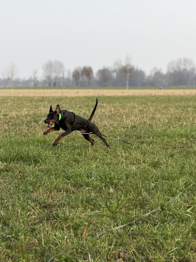 Cane 9