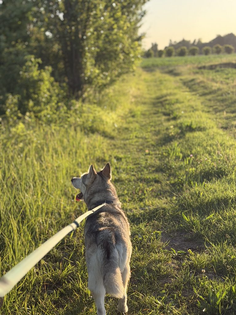 Cane 7